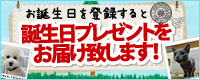 ルシアン村バースデープレゼント